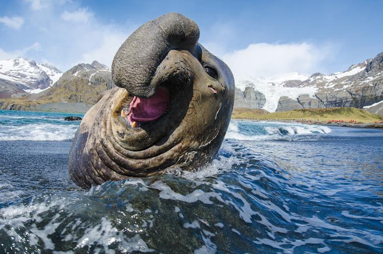 Giant Elephant Seal