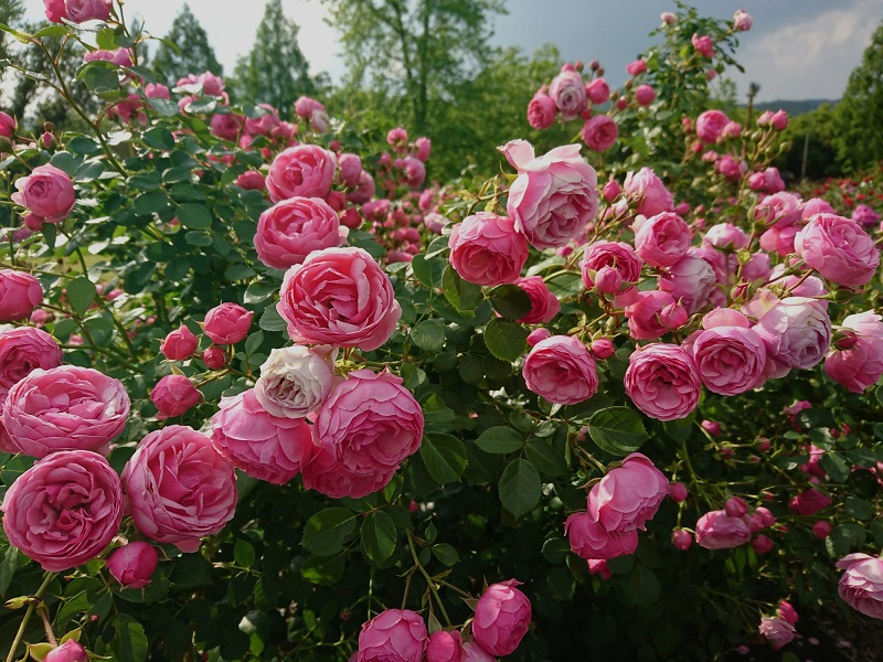 3,500 Roses and Over 180 Varieties