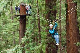Redwood Forest Treetop Tour