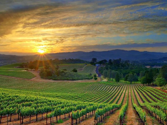 Excellent Local Wine Tours of Silicon Valley